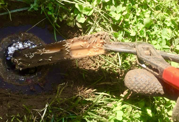 10 Pièges de Détection Surveillance Termites + 750grs de pâte Hexaflumeron